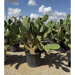 Fügekaktusz OPUNTIA FICUS INDICA K110