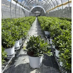 Törpe kínai enyvesmag  PITTOSPORUM TOBIRA NANUM K2,5