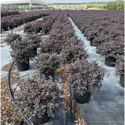 Kínai rojtosvirág    LOROPETALUM CHINENSE BLACK PEARL K6,5