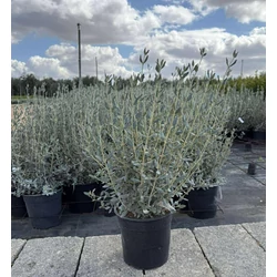 cserjés gamandor TEUCRIUM FRUTICANS K7