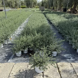 Ausztrál rozmaring  WESTRINGIA FRUTICOSA BIANCA K2,5