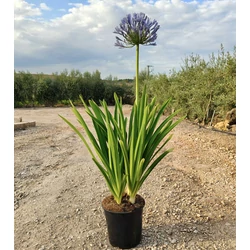 Afrikai szerelemvirág AGAPANTHUS AFRICANUS K7