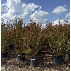 Kínai selyemmirtusz  LAGERSTROEMIA INDICA DYNAMITE K55