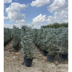 Havasi eukaliptusz  EUCALYPTUS GUNNII AZURA K45