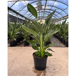 Papagájvirág  STRELITZIA NICOLAI K7