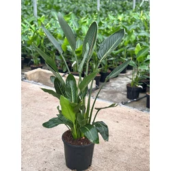 Papagájvirág  STRELITZIA REGINAE K7