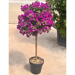 Murvafürt  BOUGAINVILLEA GLABRA SANDERIANA T1/2 K5