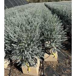 Havasi eukaliptusz  EUCALYPTUS GUNNII AZURA K18