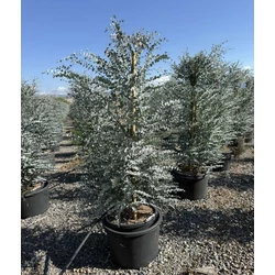 Havasi eukaliptusz  EUCALYPTUS GUNNII AZURA K35