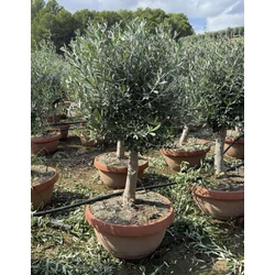 Olajfa    OLEA EUROPAEA TÁLBAN K45