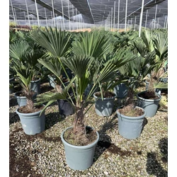 Kínai kenderpálma   TRACHYCARPUS FORTUNEI WAGNERIANUS TR15/20 K15