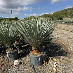 Pálmaliliom     YUCCA ROSTRATA K35