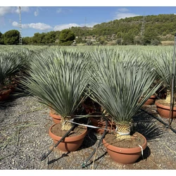 Pálmaliliom     YUCCA ROSTRATA TÁLBAN