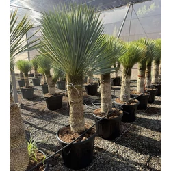 Pálmaliliom     YUCCA ROSTRATA K90