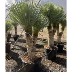 Pálmaliliom   YUCCA ROSTRATA 2 TÖRZSES K90
