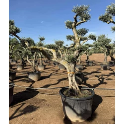 Olajfa   OLEA EUROPAEA BONSAI K375
