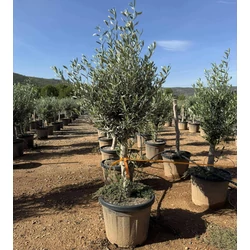 Olajfa   OLEA EUROPAEA T1/4 K45