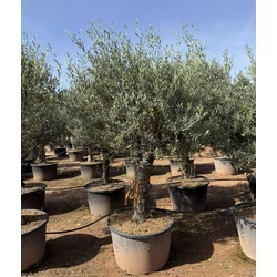 Olajfa   OLEA EUROPAEA BONSAI K160