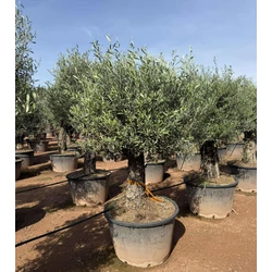 Olajfa   OLEA EUROPAEA BONSAI K230
