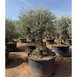 Olajfa   OLEA EUROPAEA BONSAI K500