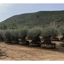 Olajfa   OLEA EUROPAEA BONSAI MALLA