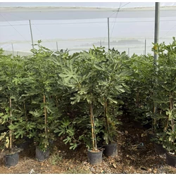 Füge  FICUS CARICA K10