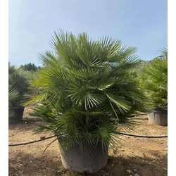 Törpe lószőrpálma   CHAMAEROPS HUMILIS K375