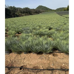 Pálmaliliom     YUCCA ROSTRATA K10