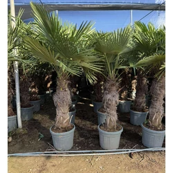 Kínai kenderpálma  CHAMAEROPS EXCELSA T60/80 K45