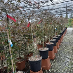 Szeldelt levelű japán juhar        ACER PALMATUM DISSECTUM INABA-SHIDARE T1/2 K15