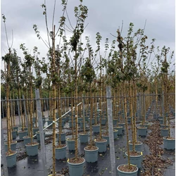 Mezei juhar  ACER CAMPESTRE ELSRIJK T200 10/12 K30