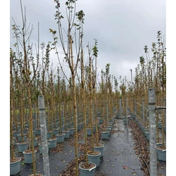 Korai juhar  ACER CAMPESTRE QUEEN ELISABETH T200 10/12 K30