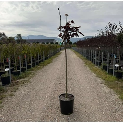Vöröslevelű oszlopos juhar   ACER PLATANOIDES CRIMSON SENTRY T1/2 K18