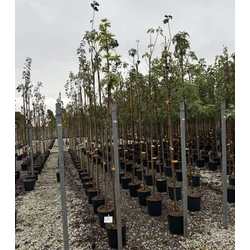 Korai juhar    ACER PLATANOIDES DRUMMONDII T200 K18