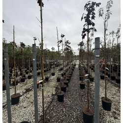 Korai juhar  ACER PLATANOIDES ROYAL RED T200 K18