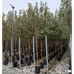 Vörös juhar  ACER RUBRUM RED SUNSET T200 8/10 K30