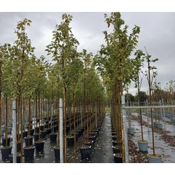 Vörös juhar  ACER RUBRUM SCANLON T200 K30