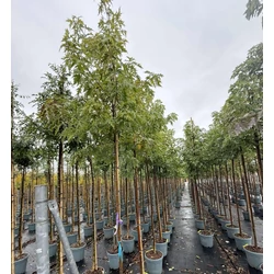 Ezüst juhar    ACER SACCHARINUM T200 10/12 K30
