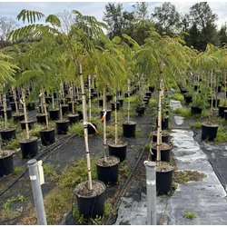 Selyemakác     ALBIZIA JULIBRISSIN OMBRELLA T1/2 K18