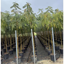 Selyemakác     ALBIZIA JULIBRISSIN OMBRELLA T200 8/10 K25