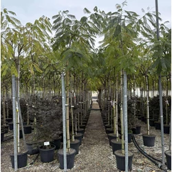 Selyemakác     ALBIZIA JULIBRISSIN OMBRELLA T200 10/12 K30