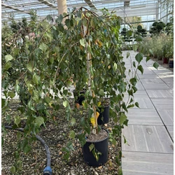 Szomorú nyír    BETULA PENDULA YOUNGII T1/2 K18