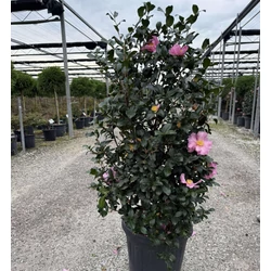 Kamélia   CAMELLIA SASANQUA CLEOPATRA 80/+ K18