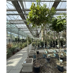 Gömb szivarfa    CATALPA BIGNONIOIDES NANA T200 12/14 K35