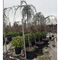 Kék csüngő atlasz cédrus  CEDRUS ATLANTICA GLAUCA PENDULA T200 14/16 K110