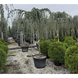 Kék csüngő atlasz cédrus  CEDRUS ATLANTICA GLAUCA PENDULA T200 18/+ K150