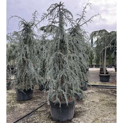 Kék csüngő atlasz cédrus  CEDRUS ATLANTICA GLAUCA PENDULA 300/350 K230