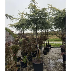 Sárga himalájai cédrus   CEDRUS DEODARA GOLDEN HORIZON T200 16/18 K110