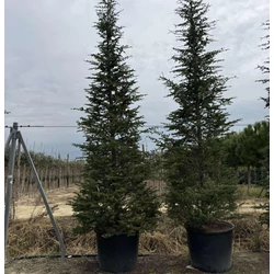 Libanoni cédrus    CEDRUS LIBANI 500/550 K300
