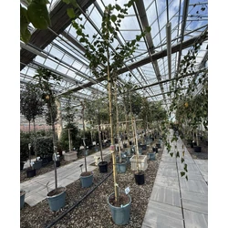 Közönséges júdásfa    CERCIS SILIQUASTRUM T200 8/10 K30